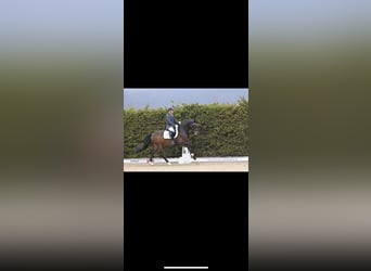 Westfale, Wallach, 8 Jahre, 172 cm, Dunkelbrauner