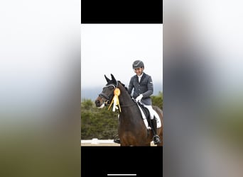 Westfale, Wallach, 8 Jahre, 172 cm, Dunkelbrauner