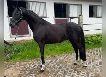 Westfale, Wallach, 8 Jahre, 172 cm, Rappe