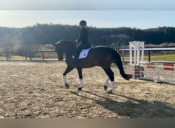 Westfale, Wallach, 8 Jahre, 173 cm, Brauner