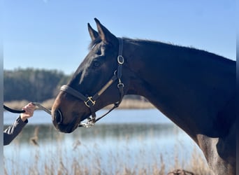 Westfale, Wallach, 8 Jahre, 173 cm, Brauner