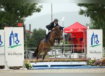 Westfale, Wallach, 8 Jahre, 173 cm, Brauner