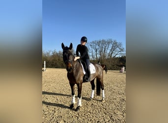 Westfale, Wallach, 8 Jahre, 173 cm, Dunkelbrauner