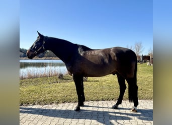 Westfale, Wallach, 8 Jahre, 173 cm, Dunkelbrauner