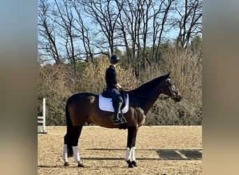 Westfale, Wallach, 8 Jahre, 173 cm, Dunkelbrauner