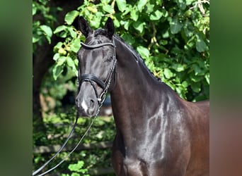 Westfale, Wallach, 8 Jahre, 173 cm, Rappe