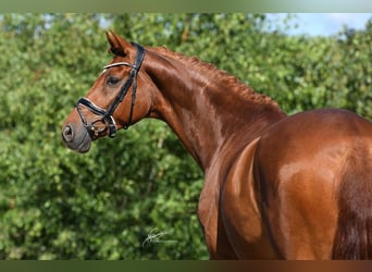 Westfale, Wallach, 8 Jahre, 174 cm, Dunkelfuchs