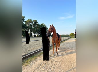 Westfale, Wallach, 8 Jahre, 174 cm, Fuchs