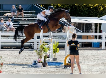 Westfale, Wallach, 8 Jahre, 175 cm, Brauner