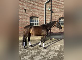 Westfale, Wallach, 8 Jahre, 175 cm, Dunkelbrauner