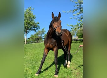 Westfale, Wallach, 8 Jahre, 175 cm, Dunkelbrauner