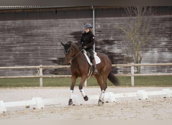 Westfale, Wallach, 8 Jahre, 176 cm, Brauner