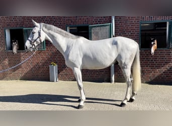 Westfale, Wallach, 8 Jahre, 176 cm, Schimmel
