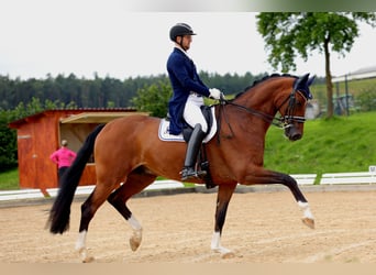 Westfale, Wallach, 8 Jahre, 178 cm, Brauner