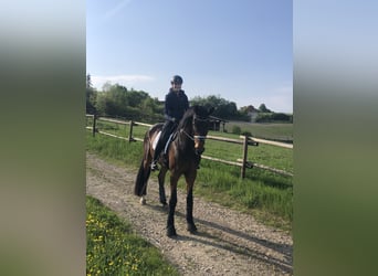 Westfale, Wallach, 8 Jahre, 178 cm