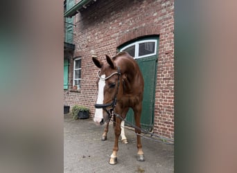 Westfale, Wallach, 8 Jahre, 178 cm, Dunkelfuchs