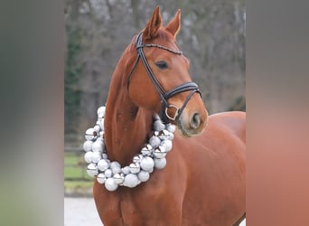 Westfale, Wallach, 8 Jahre, 178 cm
