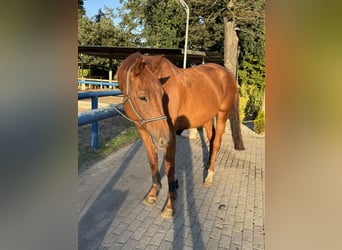 Westfale, Wallach, 8 Jahre, 178 cm, Fuchs