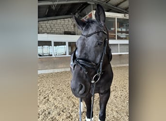 Westfale, Wallach, 8 Jahre, 178 cm, Schwarzbrauner