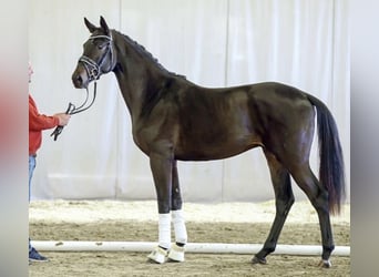 Westfale, Wallach, 8 Jahre, 180 cm, Dunkelbrauner