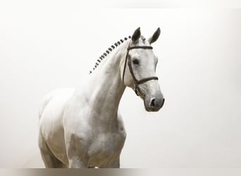 Westfale, Wallach, 8 Jahre, 180 cm, Schimmel