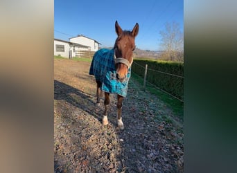 Westfale, Wallach, 8 Jahre