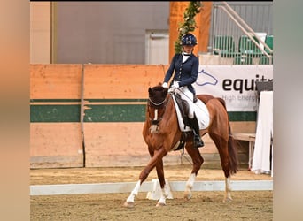 Westfale, Wallach, 9 Jahre, 163 cm, Fuchs
