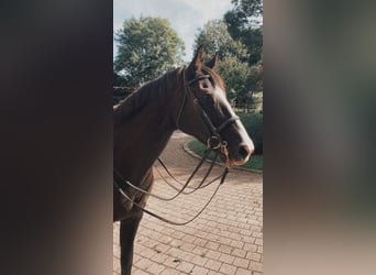 Westfale, Wallach, 9 Jahre, 166 cm, Rappe