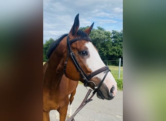 Westfale, Wallach, 9 Jahre, 167 cm, Brauner