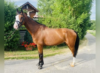 Westfale, Wallach, 9 Jahre, 167 cm, Brauner