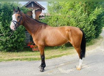 Westfale, Wallach, 9 Jahre, 167 cm, Brauner