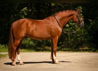 Westfale, Wallach, 9 Jahre, 167 cm, Fuchs