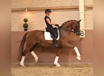 Westfale, Wallach, 9 Jahre, 167 cm, Fuchs