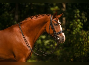 Westfale, Wallach, 9 Jahre, 167 cm, Fuchs