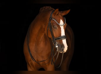 Westfale, Wallach, 9 Jahre, 167 cm, Fuchs
