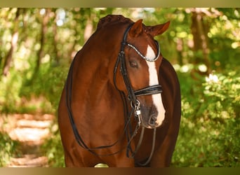 Westfale, Wallach, 9 Jahre, 167 cm, Fuchs