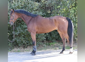 Westfale, Wallach, 9 Jahre, 168 cm, Brauner
