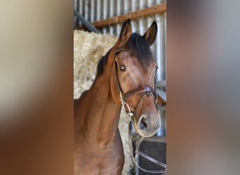Westfale, Wallach, 9 Jahre, 168 cm, Brauner