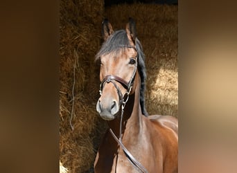 Westfale, Wallach, 9 Jahre, 168 cm, Brauner