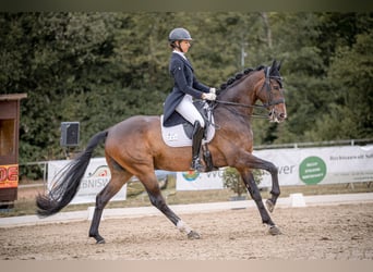 Westfale, Wallach, 9 Jahre, 168 cm, Dunkelbrauner