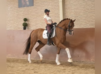 Westfale, Wallach, 9 Jahre, 168 cm, Fuchs