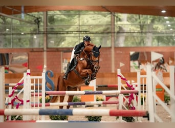 Westfale, Wallach, 9 Jahre, 168 cm, Fuchs