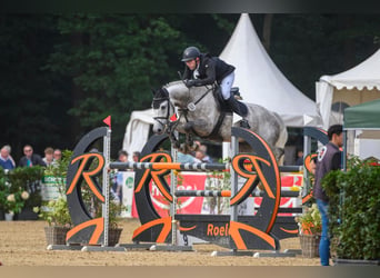 Westfale, Wallach, 9 Jahre, 168 cm, Schimmel