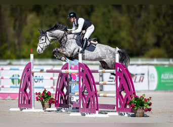 Westfale, Wallach, 9 Jahre, 168 cm, Schimmel