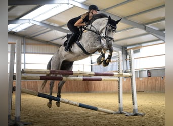 Westfale, Wallach, 9 Jahre, 169 cm, Apfelschimmel