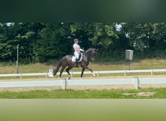 Westfale, Wallach, 9 Jahre, 169 cm, Dunkelbrauner