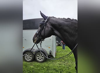 Westfale, Wallach, 9 Jahre, 169 cm, Dunkelbrauner