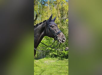 Westfale, Wallach, 9 Jahre, 169 cm, Dunkelbrauner