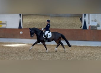 Westfale, Wallach, 9 Jahre, 169 cm, Dunkelbrauner