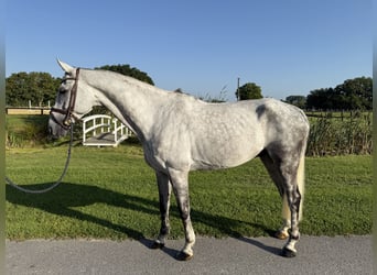 Westfale, Wallach, 9 Jahre, 170 cm, Apfelschimmel